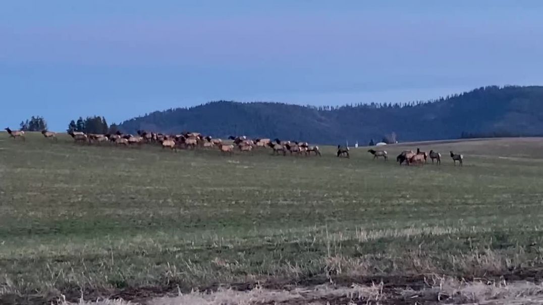 Elk Pacific North West USA
