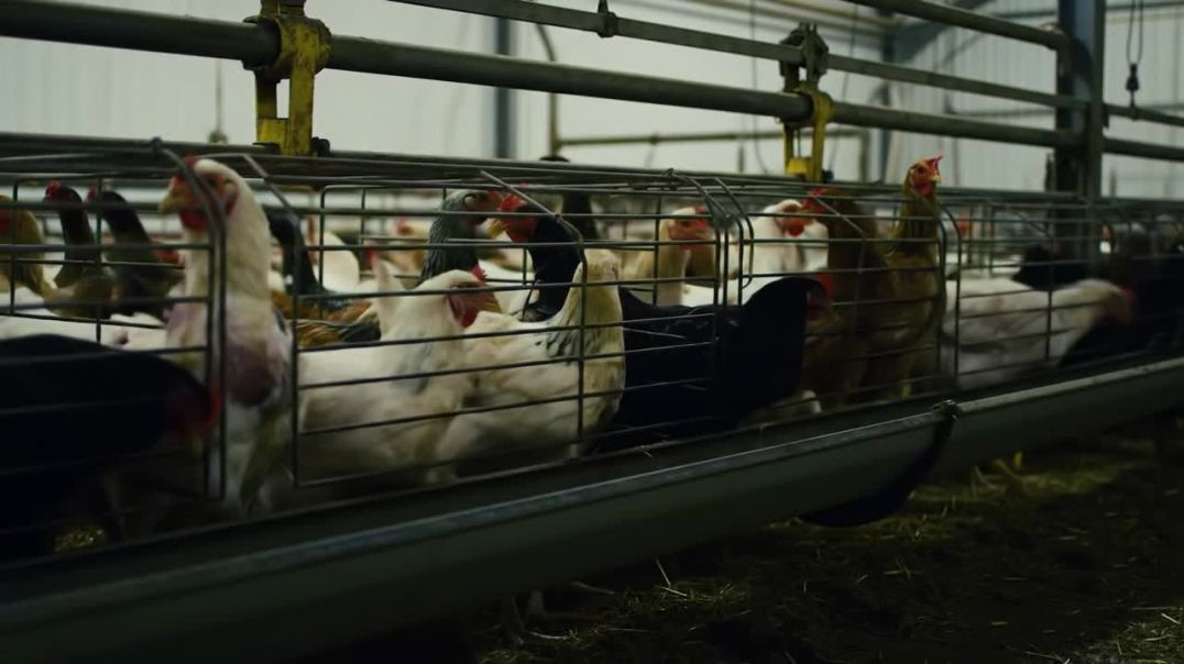 Cruelty Farm | Animals, Health, Planet, Lifestyle, and Sustainable Living