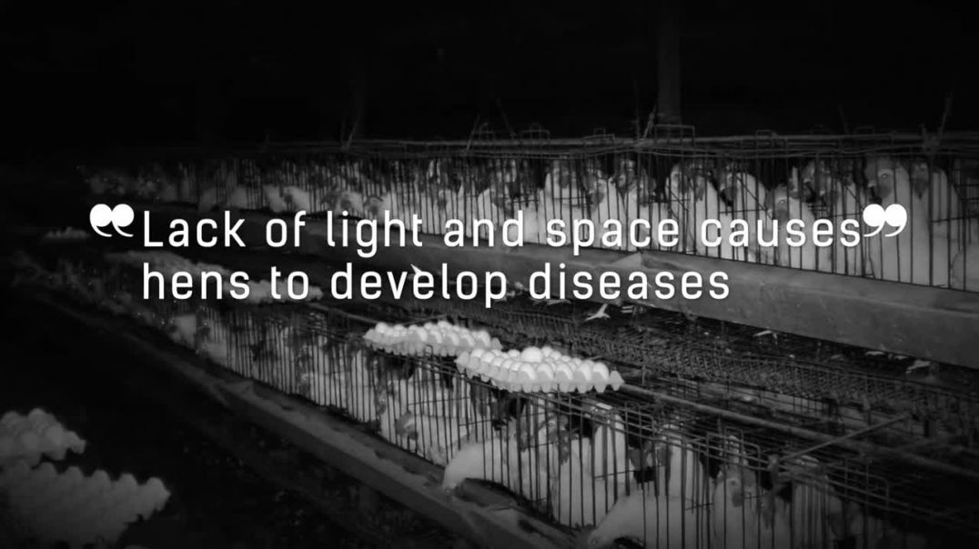 Animals, Humans, and the Planet - Humane Foundation