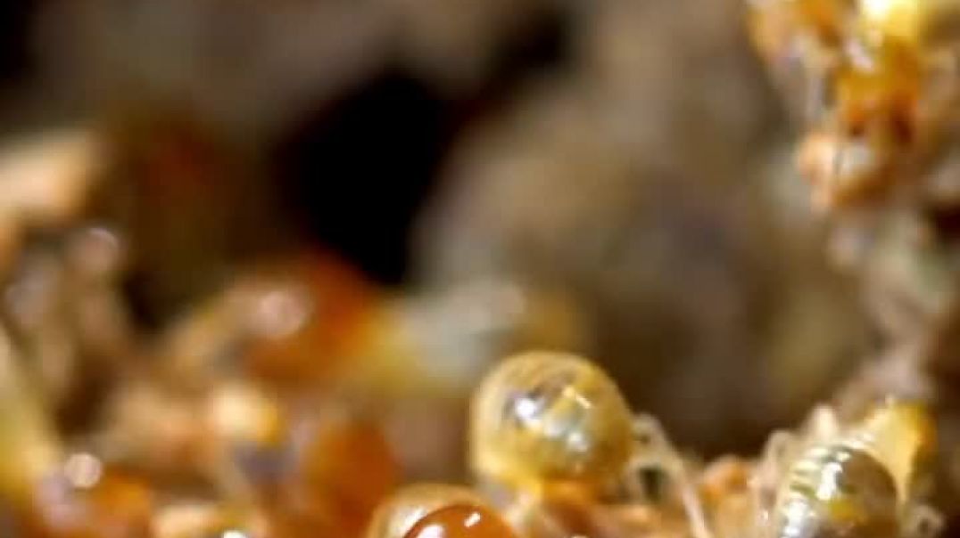 Gold Coast Termite Protection – Protect Your Home from Termites